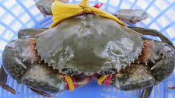 Cua biển thịt